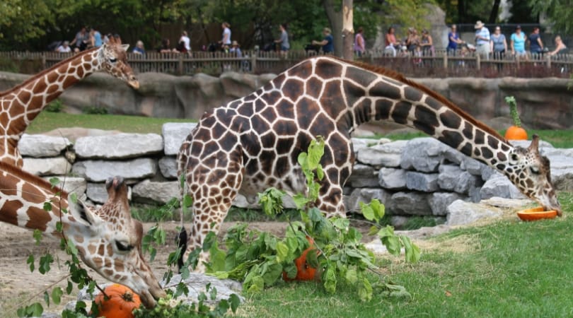The giraffes relished their treats (SWNS)