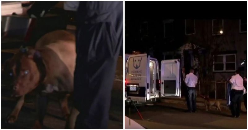 Woman mauled to death by family pit bull, raised since puppy, because 'she might have taken some food'