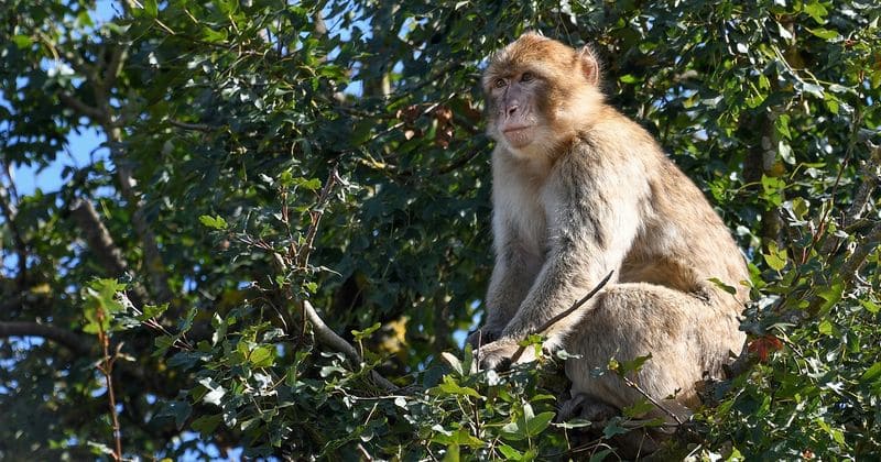 Group of aggressive monkeys brutally kill elderly man by hurling bricks at him from a tree