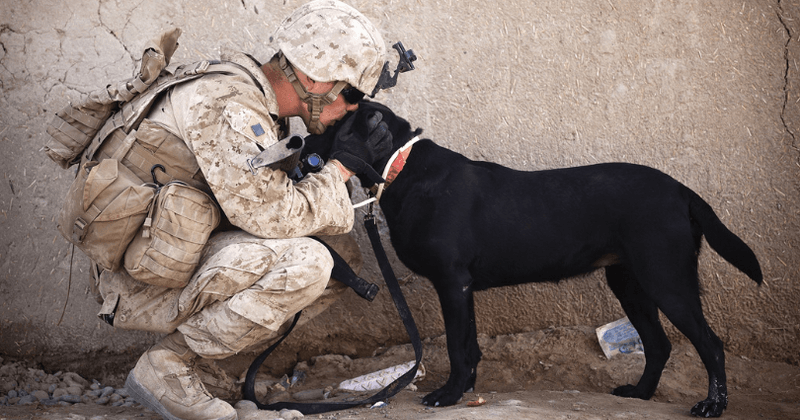 Dozens of military dogs end up being euthanized and denied a chance at being rehomed once found 'unfit for service'
