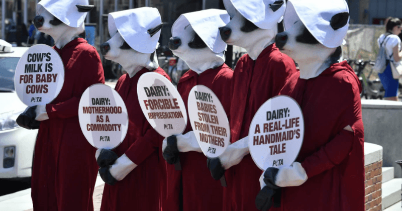 PETA says milk is a 'symbol of white supremacy', gets slammed