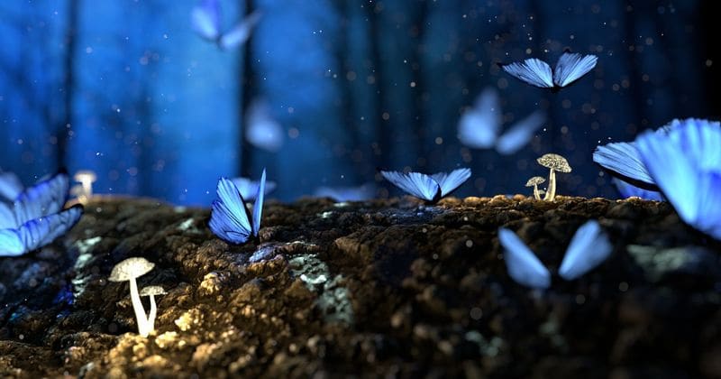 Magic mushroom chemical psilocybin on fast track to become FDA-approved treatment for depression