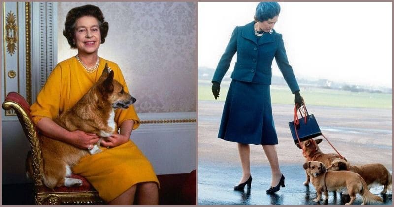 Queen devastated after the death of her last corgi called Whisper who devotedly followed her through Buckingham Palace