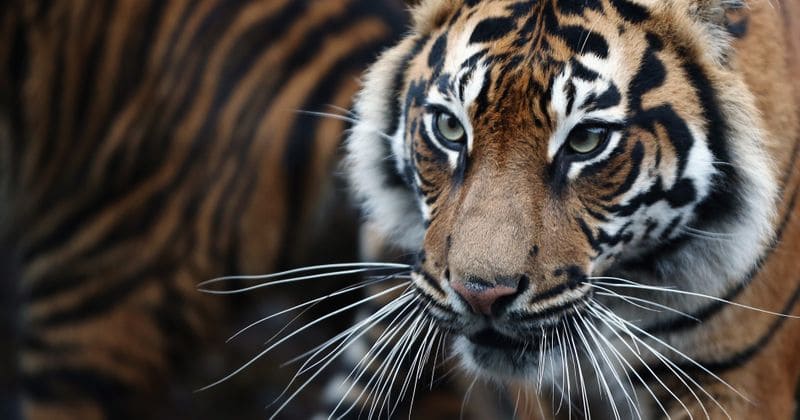 Villagers run over tigress, brutally beat it to death after it attacked man who illegally entered reserve