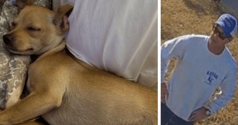 Man runs over family dog and then stabs it to death in front of horrified owner and her children
