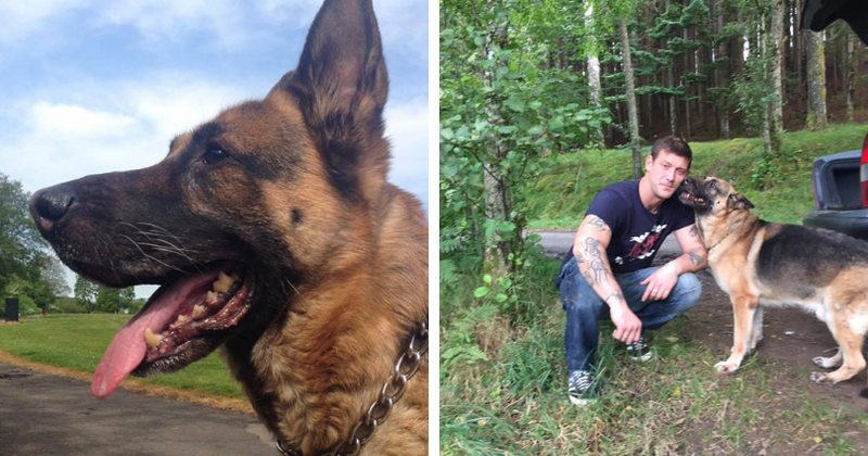 Vet used outdated technique to painfully put down over 200 dogs, leaving them 'screaming in agony'