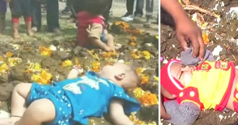 Crying children placed in cow dung by parents in order to grant them good health and luck during primitive ceremony