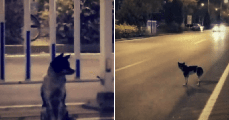 Loyal dog whose owner died in car accident waits on the spot for 80 days for her return