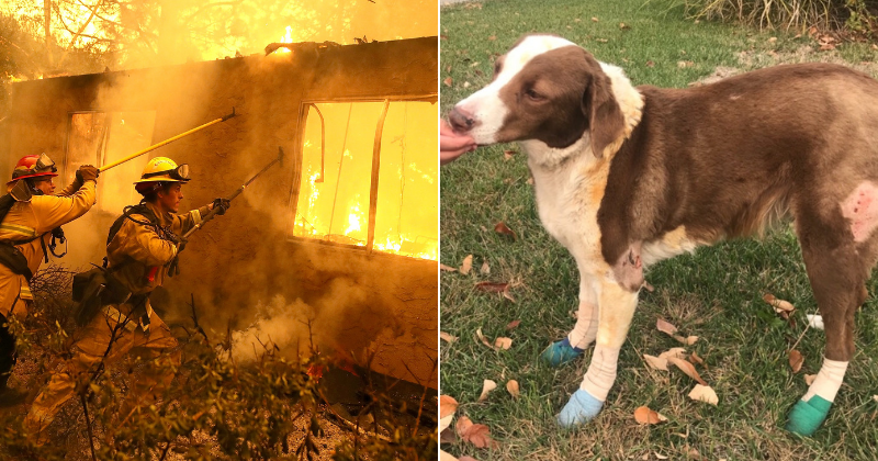 Dog that was abandoned by family during California wildfires found badly-burned but guarding neighbor's home
