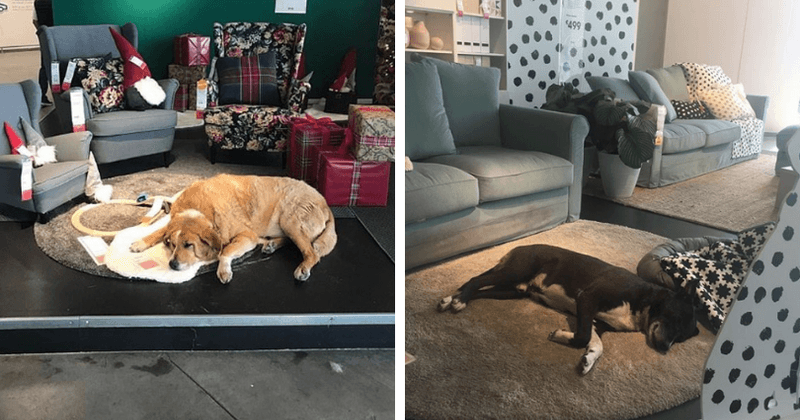 Ikea store in Italy opens its doors to local stray dogs and lets them sleep on rugs to keep them warm during winter