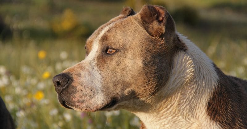 Family's pit bull climbs into newborn's crib and mauls the baby girl to death in Florida