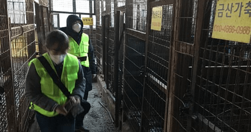 South Korea shutting down country's largest dog meat slaughterhouse in Seoul
