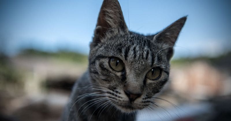 Pet owners who risk their cats' health by forcing them to go vegan could face prison