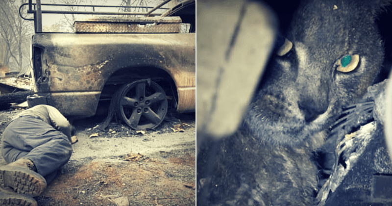Man crawls under badly burnt car to rescue terrified cat trapped beneath during California wildfires