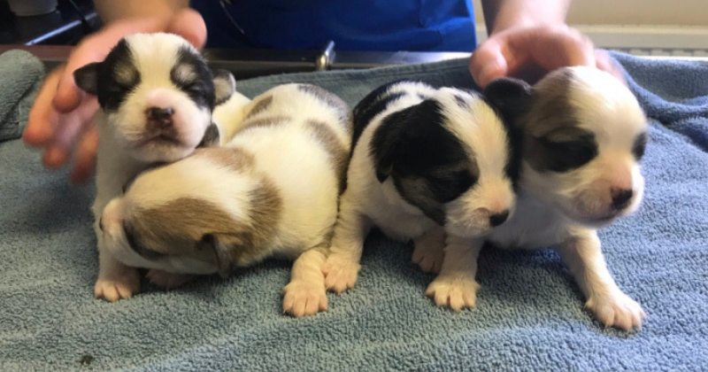 Passerby shocked to find four two-week-old puppies dumped in a bin bag inside a park in freezing temperatures
