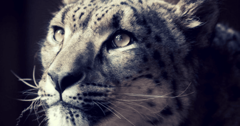 Snow Leopard shot dead after it escaped zoo enclosure through a cage door left ajar by keeper