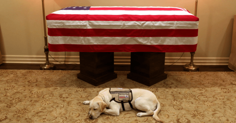 George HW Bush's service dog Sully lies by his coffin ready to accompany him to Washington on one last journey together