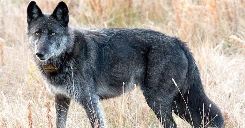 Seven-year-old 'celebrity' wolf killed by trophy hunter less than five miles from national park entrance