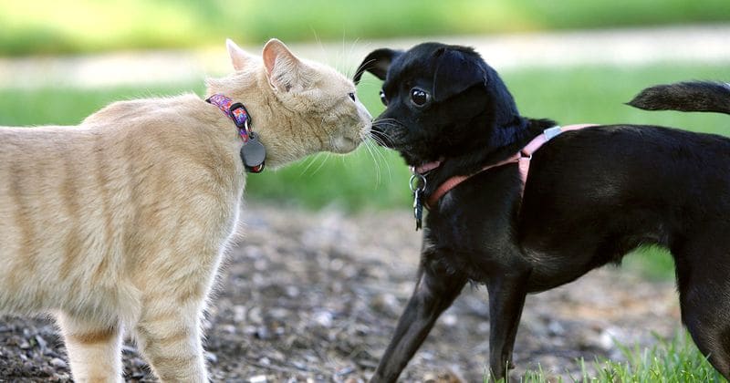 Cats and dogs are being fed to death by their 'caring' owners, reveal latest reports on diabetes in pets