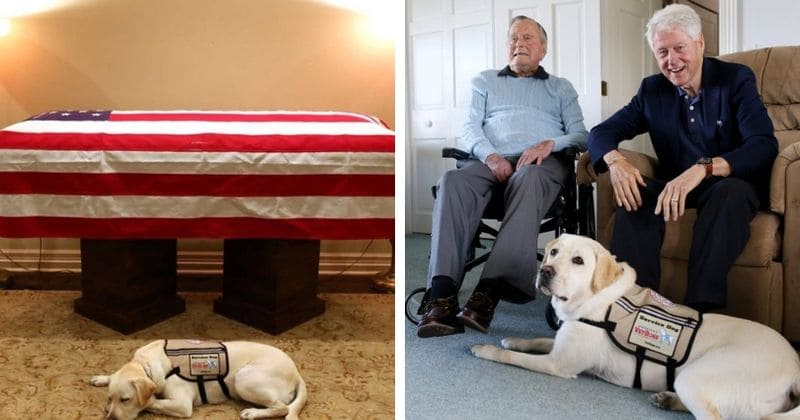 Late President Bush's service dog Sully has been assigned to his next duties and will not be going home with the family