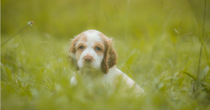 Nine-month-old puppy dies in his master's arms just seconds after accidentally ingesting black tar heroin dumped in woods
