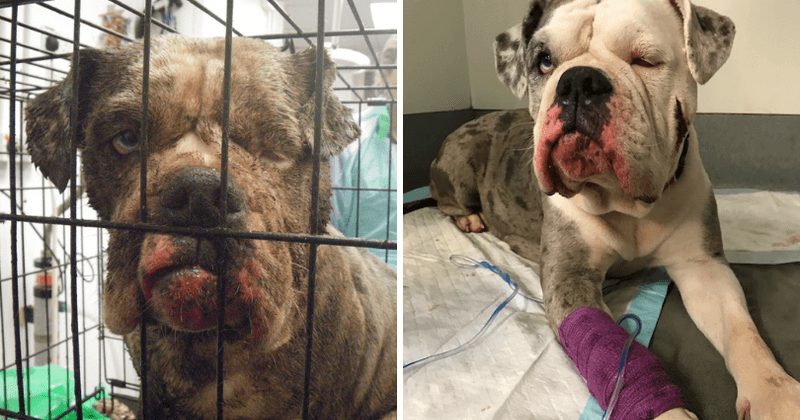 Pregnant bulldog left abandoned in a London alley with a dead puppy inside her ruptured uterus