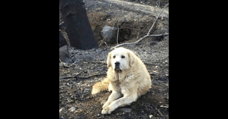 Woman returns home one month after Camp Fire to find pet dog patiently waiting for her and guarding her property