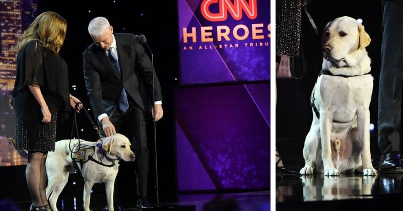 George HW Bush's service dog Sully walks the red carpet at CNN gala, becomes its most popular guest