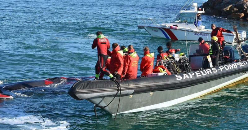 Whale that swam into French port with ghastly injury bleeds to death in front of hundreds of onlookers