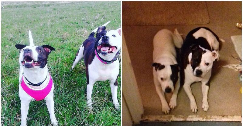 One-month-old mauled to death by family dogs that were 'jealous' of the new addition to the family