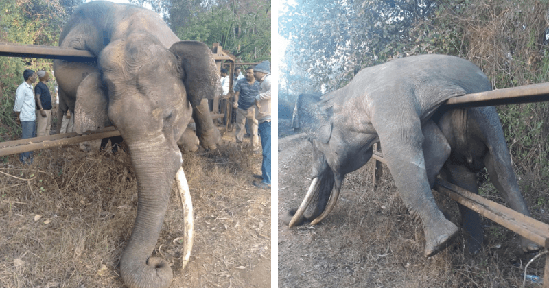 'Severely endangered' elephant suffocates to death on farmer's fence after it was chased by an angry mob