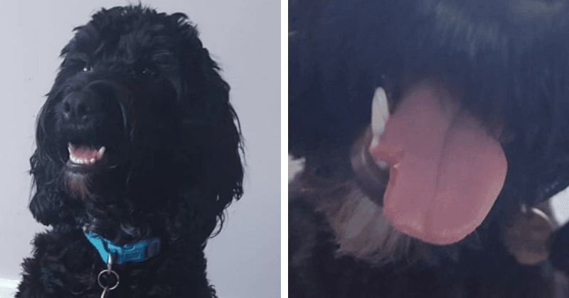 Dog owner devastated and distraught after groomer 'severely' sliced pet cockapoo's tongue