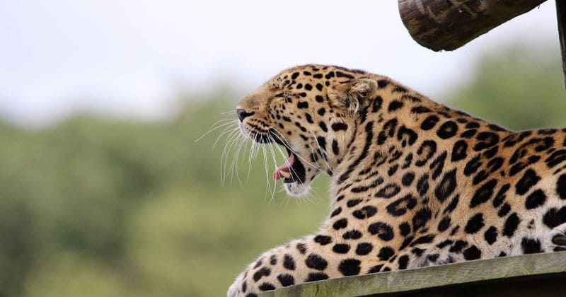 Leopard enters kitchen, snatches 3-year-old from horrified mother before decapitating the child