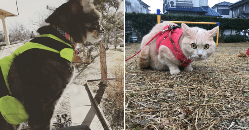 Scientist highly recommend cat owners in cities to walk their furry friends outdoors on leads