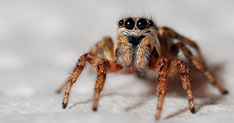 If spiders across the globe unite, they could eat all humans on earth in a year, study speculates