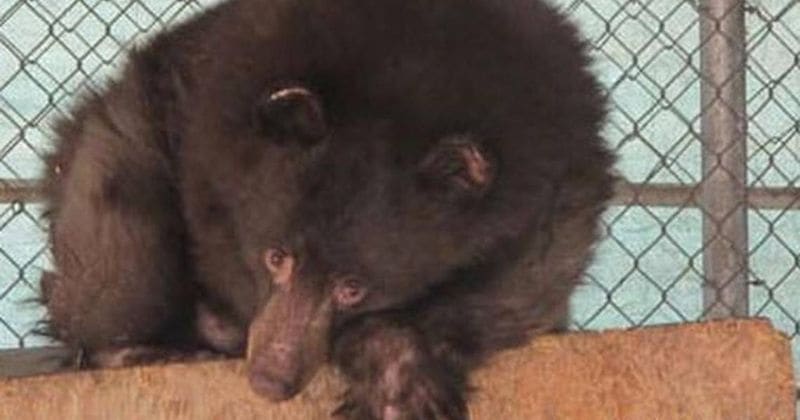 Cinder the black bear, who survived a devastating 2014 fire, fatally shot by hunter