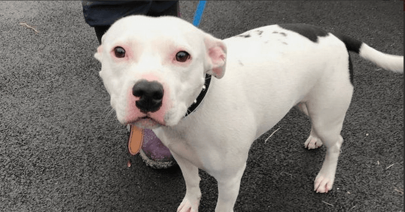 Hundreds offer to adopt dog named Snoop after CCTV clip shows him being abandoned by owner