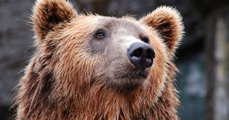 Russian hunter killed and 'eaten to the bone' by bear that he had raised since it was a cub