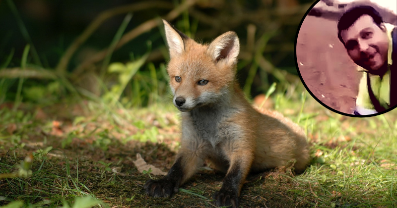 Ruthless hunter attacks gravely injured fox before hurling it into the air and smashing its head with rifle butt