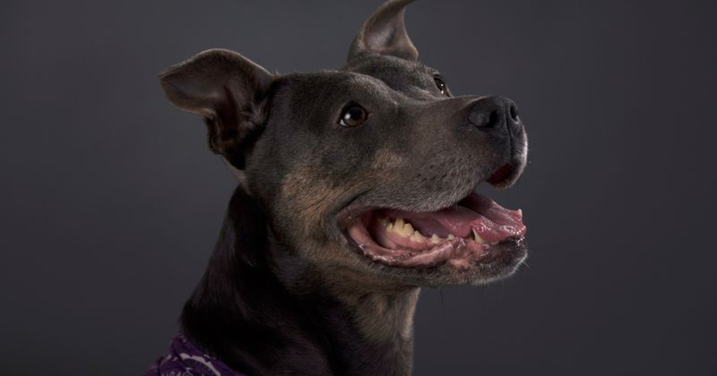Woman's beloved pet savagely mauled by group of dogs while out for Christmas Day stroll