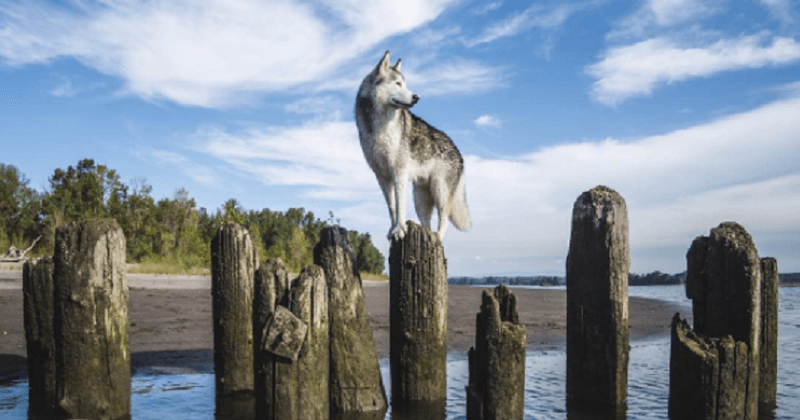 Meet Loki, the traveler dog, who inspires people to embrace wilderness and freedom