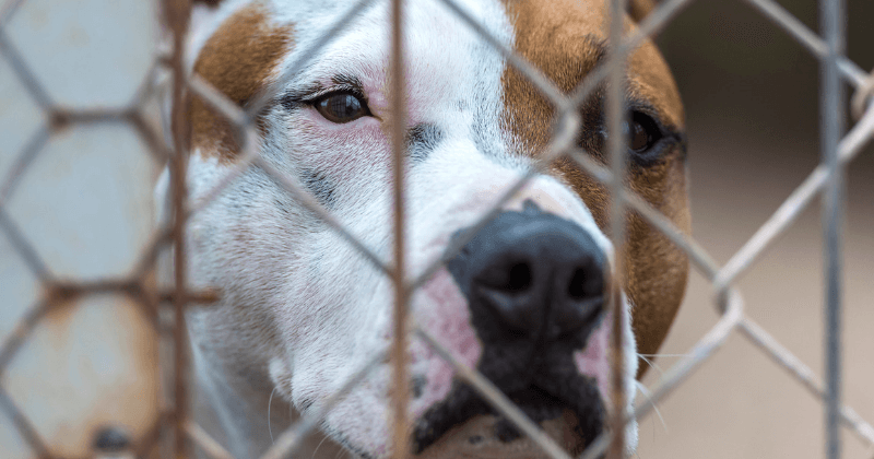 6-year-old watches pit bull eat dead father's face for 24 hours, gets rescued after she posted pics on Facebook