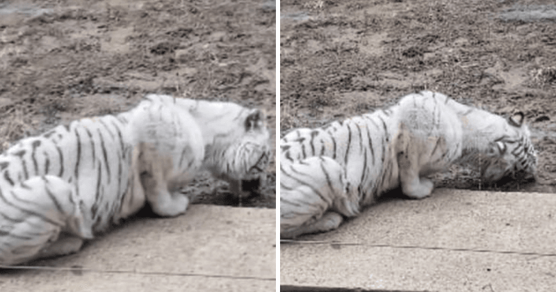 Visitors shocked as malnourished white tiger is seen eating mud inside Chinese zoo