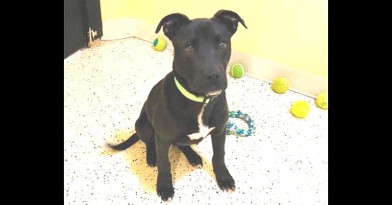 Abandoned puppy that was euthanized due to lack of space at shelter miraculously comes back to life