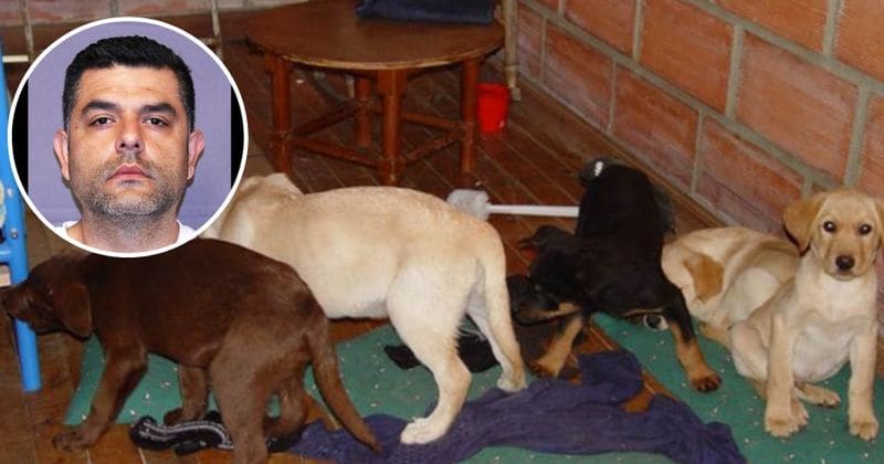 Vet who stitched packets of liquid heroin into puppies' stomachs to smuggle drugs sentenced to 6 years in prison