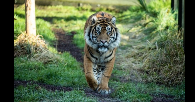 Male tiger at London zoo mauls intended female mate to death as staff helplessly tried to separate the two animals