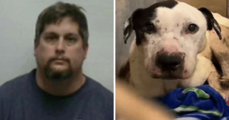 Dog trainer dies by self-inflicted gunshot wound after he was accused of abusing pets in his training facility