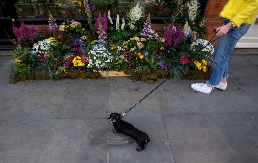 Almost half have planned a celebration for their pooch for Valentine's Day that includes buying them new outfits or baking them a special treat (Getty Images)