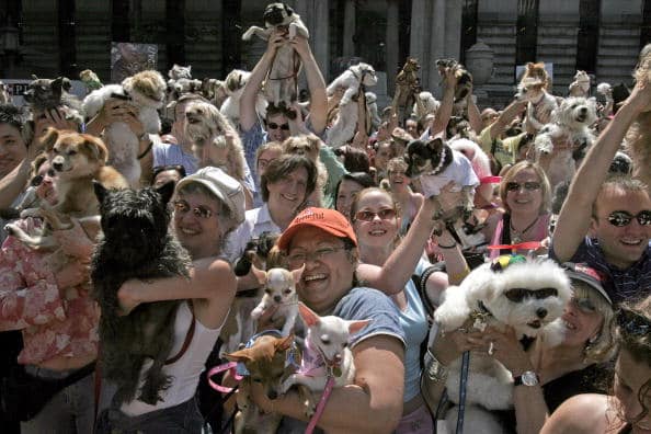 The company recently released a report in tribute of Valentine's Day and called it "The Real Power of Dog Love". (Getty Images)