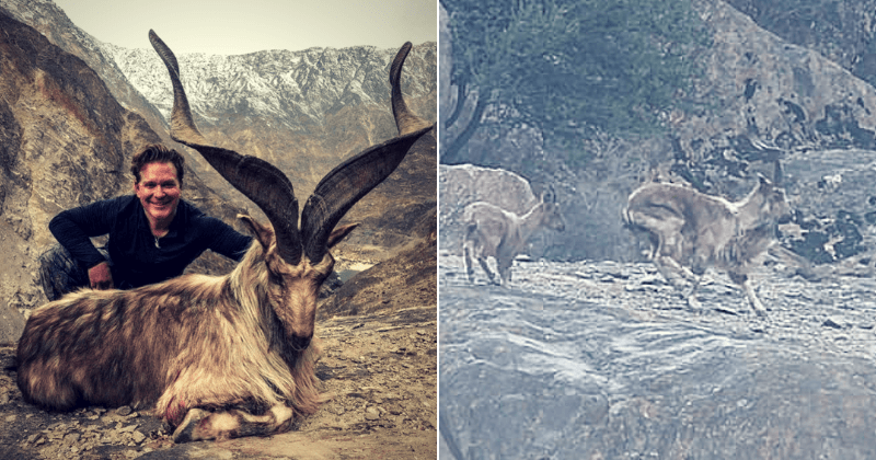 Texas big game hunter reportedly paid Pakistani authorities $110,000 to hunt rare Himalayan mountain goat
